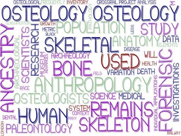 Osteology Wordcloud Advertising: Creative Visual Tools for Science, Education, and Brand Storytelling